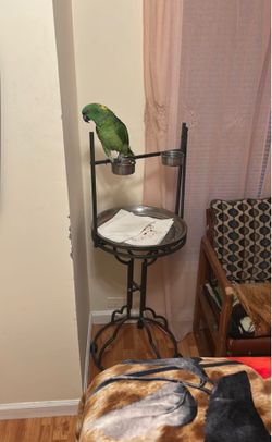 Amazona