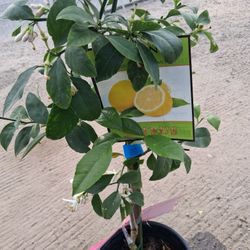 Fruit Trees 