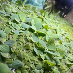 Aquarium Plants Floaters