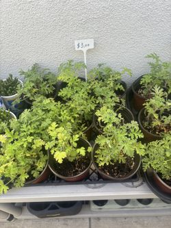 Citronella $3 Each 