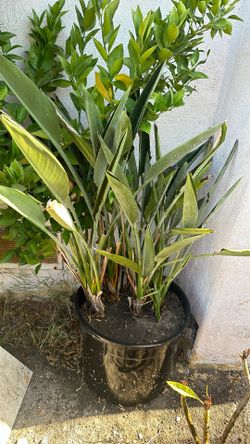 Bird of paradise