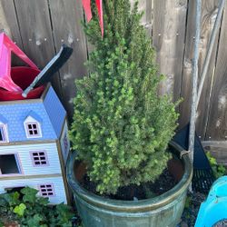 15 Gallon Spruce Tree