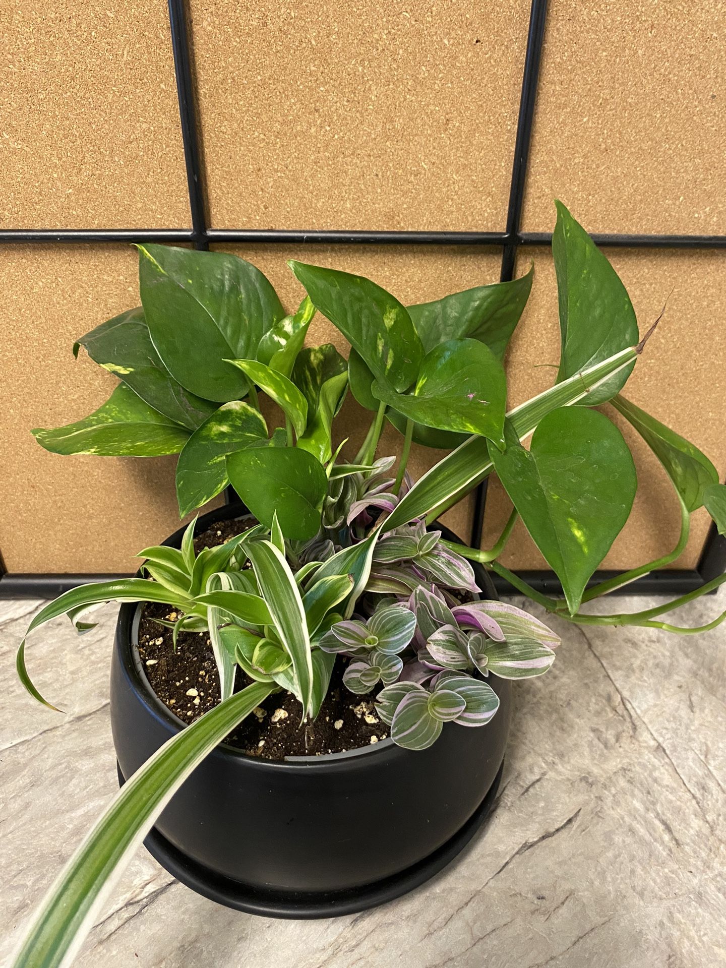 Plants in Pot