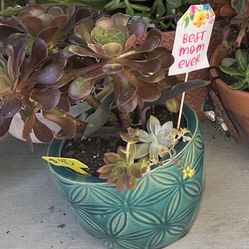 Beautiful Succulents