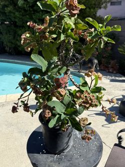 Corona De Cristo (Crown Of Thorns)