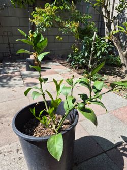 Meyer lemon tree