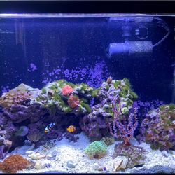 29 Gallon Saltwater Aquarium