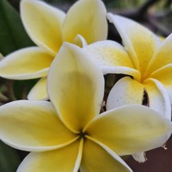 Yellow Plumeria BIG Very healthy Cuttings Ready To Plant