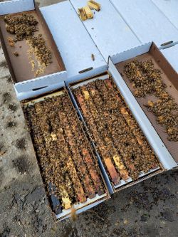 Nuc 5 frame mated queen 2026