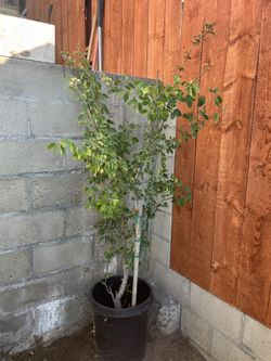 Arbol De Guamuchil Nayarita