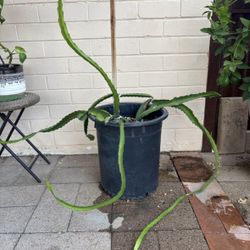 Dragon Fruit Plant 