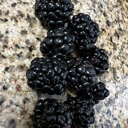 BlackBerry Plant Ready To Fruit 