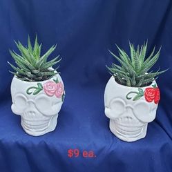 Catrina mugs with live succulents