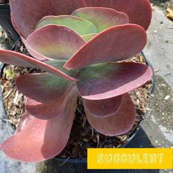 Succulent Plants $35