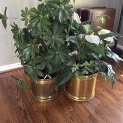 Indoor Decorative Houseplants (Offer Price)