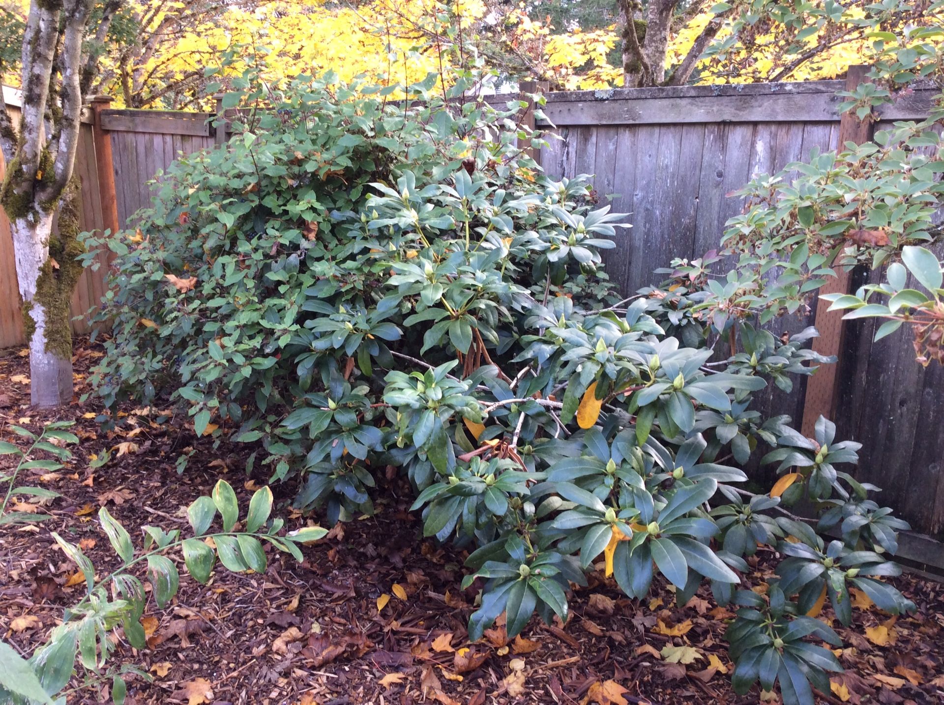 3Ft high red Rhododendron garden shrub