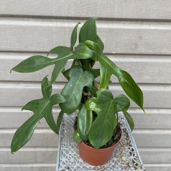 6” philodendron florida green 