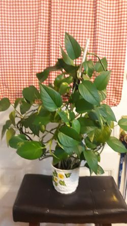 Plant In Pot.  Pot Is 5 Inch. 