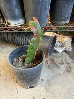 Dragon fruit chimera