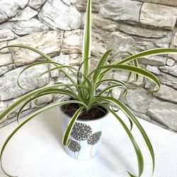 Spider House Plant In Cute Pot 4"H.