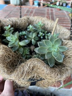 Succulent - Graptosedum Bronze