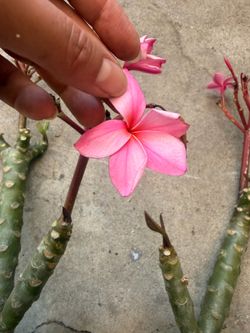 Cutting plumeria