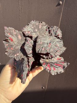 Begonia Chocolate Cherry In 4” Pot 