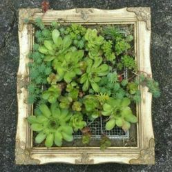 Framed succulents