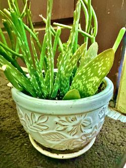Aloe vera and fire stick plant
