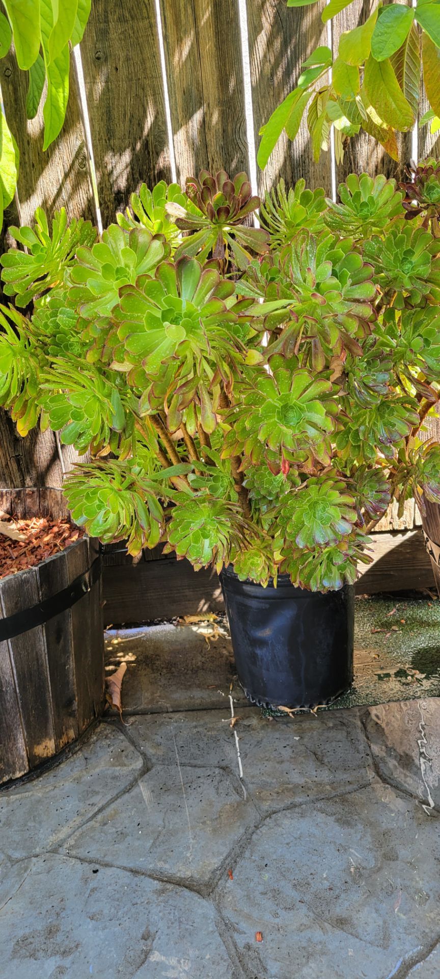 Aeonium succulent plants