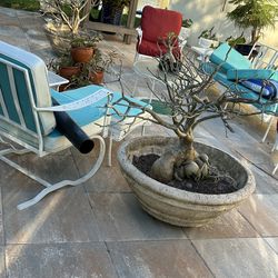 Set of 3 Extra Large, Heavy Comcrete Bonsai Pots / Planters 32” diameter ( No Plants)