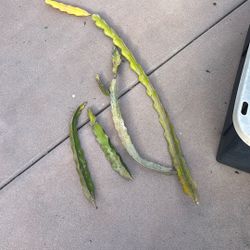 Free Cuts Dragon Fruit