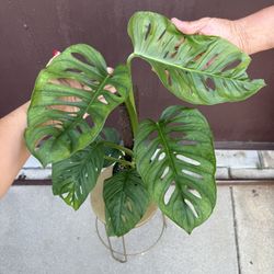 6” Monstera Adansonii Adansonii Big Leaves