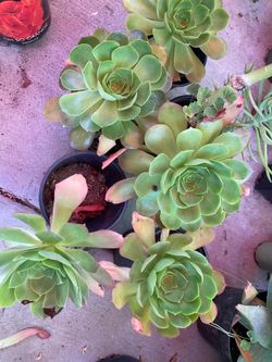 Beautiful green aeoneums rosettes plants