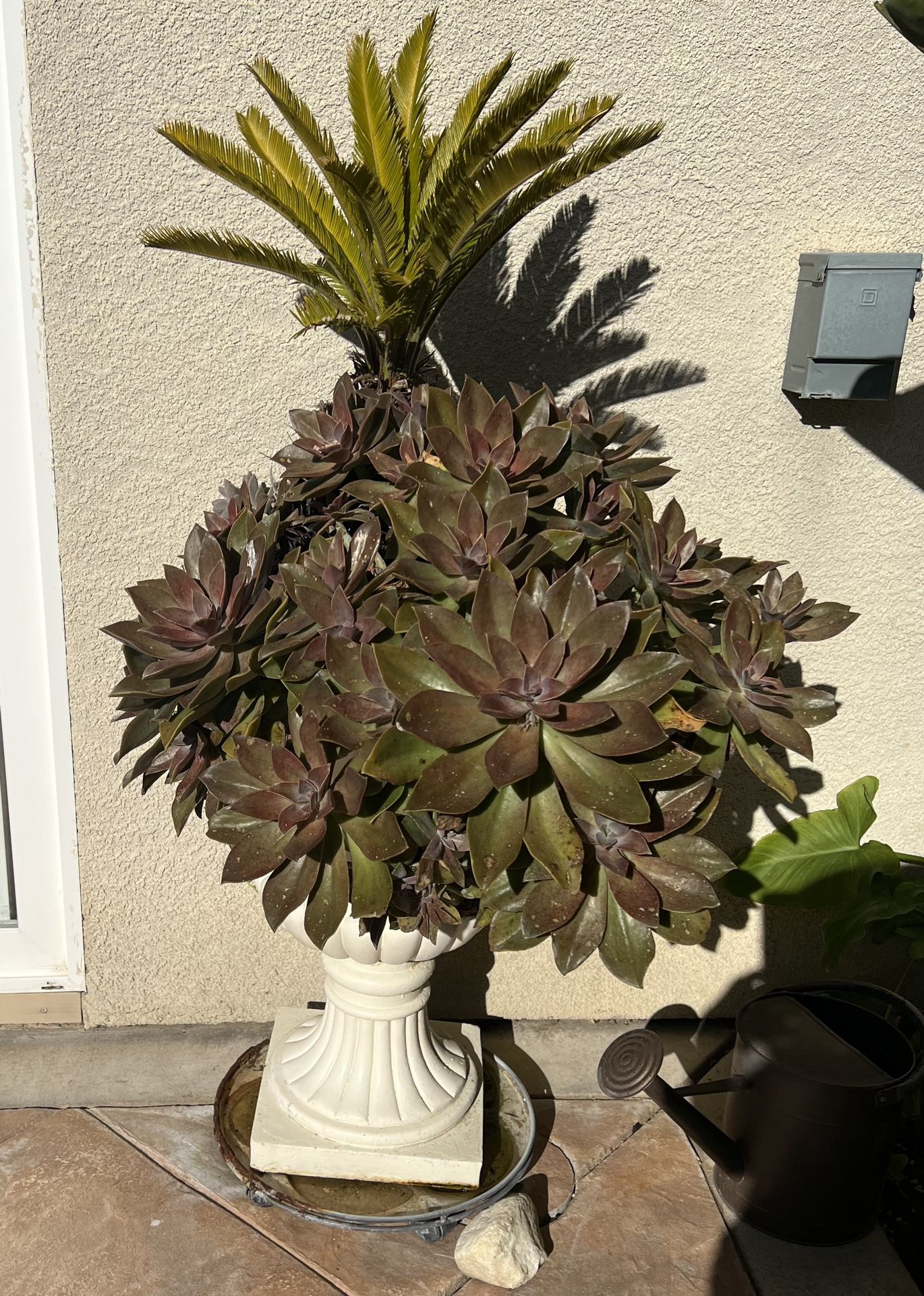 large pot with palm and plant