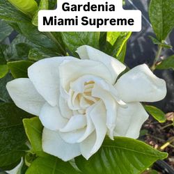 🤍 Plant: Gardenia Miami Supreme (Bush)