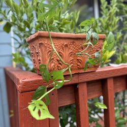 Monstera Adansonii (Swiss Cheese Plant) Terracotta pot