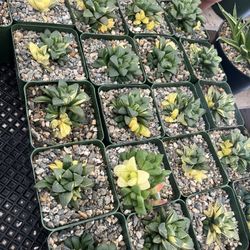 Variegated Haworthia In 5” Pots $15 Each 