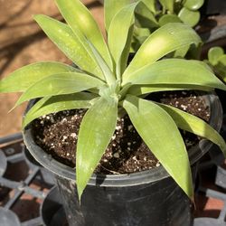 Succulents Plants 4”pot