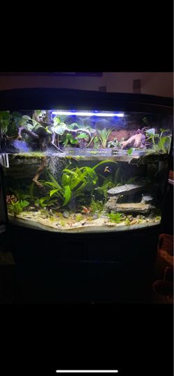 36 Gallon Aquarium & Stand