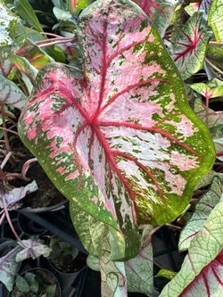 A Splash of Color for Every Shade – Elevate Your Garden with Caladium! 🍃🎨  Transform your landscape into a living masterpiece with the vibrant, hear