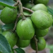 Thai June Plum Trees 