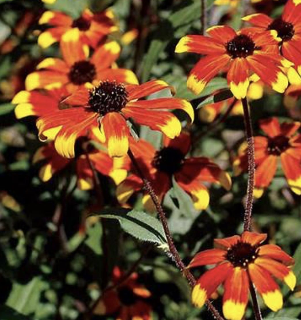 Black Eye Susan Dakota And Autom
