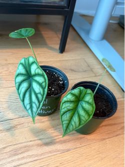 Alocasia Dragon Scale