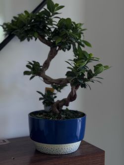 Bonsai tree live plants