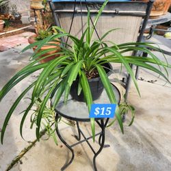 Spider Plant In Hanging Basket