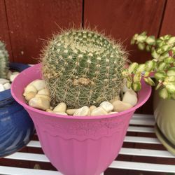 Plants Potted $20 Each 