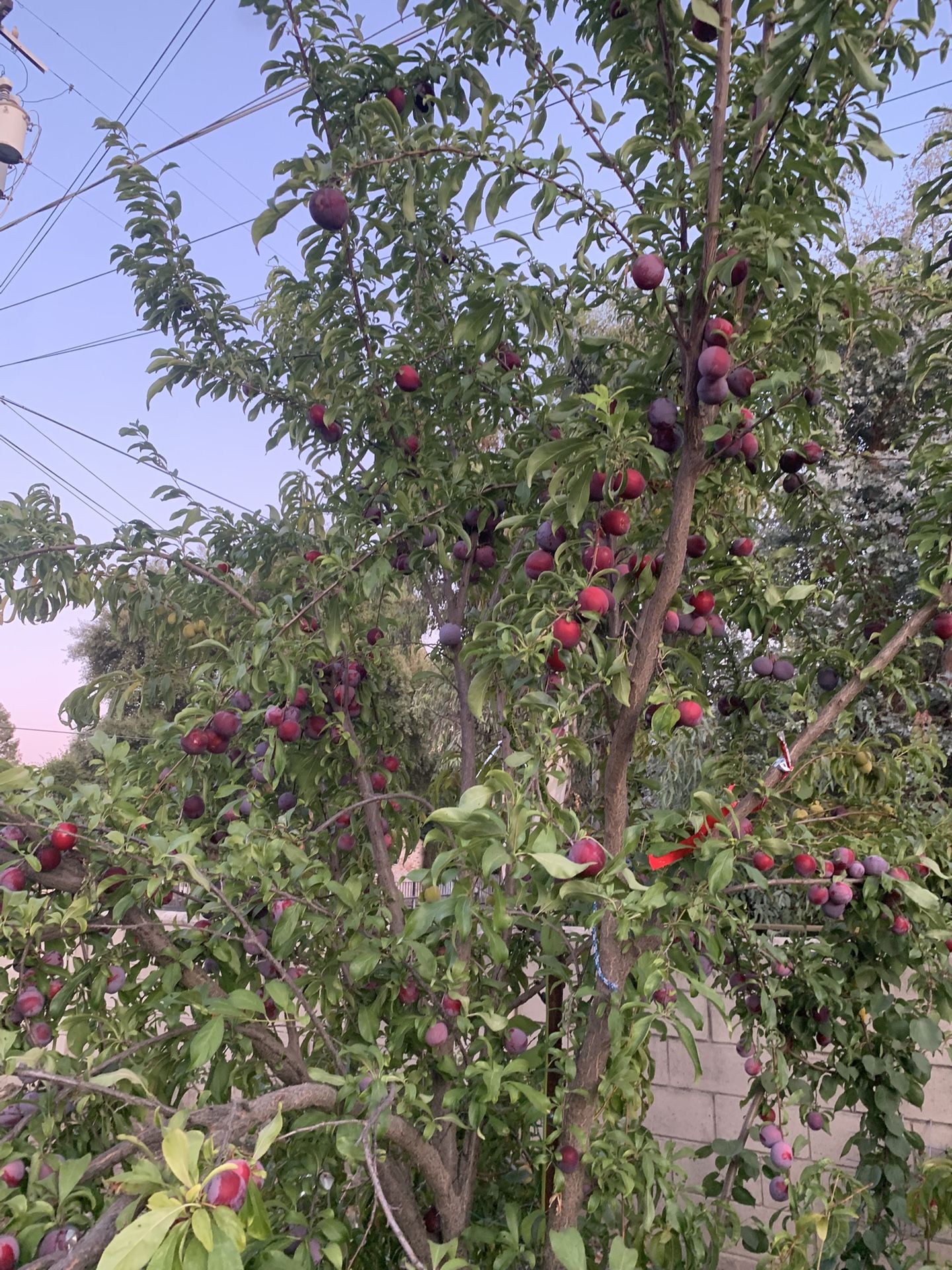 Plums