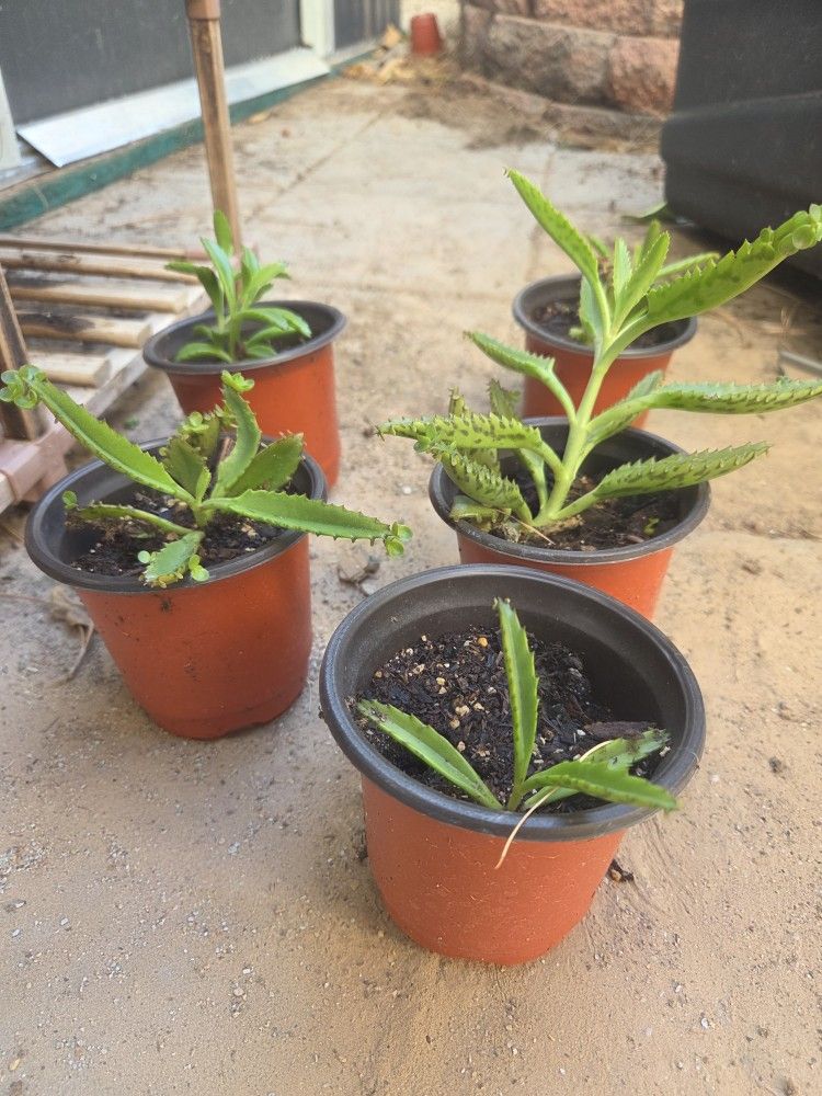 Potted Kalanchoe laetivirens A.k.a. Alligator Plant A.k.a. Mother Of Millions