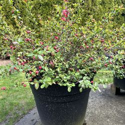 2 Huge Japanese Quince Plants 